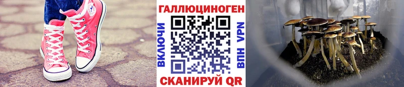 Псилоцибиновые грибы мицелий  где найти наркотики  Красавино 